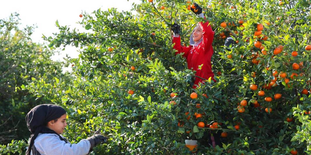 Mevsimin en ucuz meyvesi oldu! 15 TL’den 8 TL’ye geriledi… 2